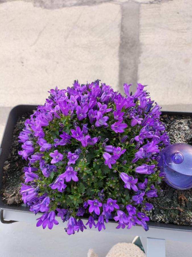 The Violet House Costa Nova Exterior foto